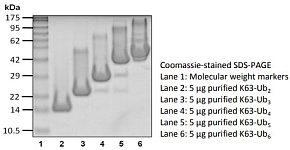 Recombinant Human K63-Ub4 protein (RP10149LQ)