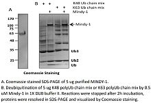 Recombinant Human MINDY-1 protein (RP10153LQ)