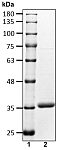 Recombinant Human Deubiquitinase OTUD6B protein (RP10161LQ)