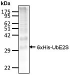Recombinant Human Polyubiquitinated UbE2S protein (RP10164LQ)