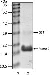 Recombinant Human SUMO-2 protein (RP10167LQ)