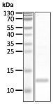 Recombinant Human Ubiquitin(+1) protein (RP10174LQ)