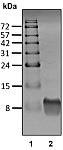 Recombinant Human Ubiquitin(S20C) protein (RP10185LQ)