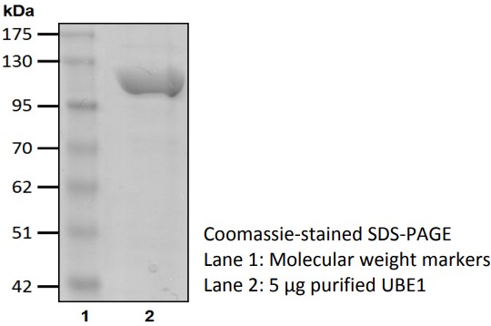 Recombinant Human Ubiquitin-activating enzyme E1/UBE1/UBA1 protein