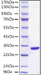 Recombinant Aequorea victoria EGFP Protein (RPT0003)