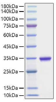 Recombinant Human IgG2 Protein