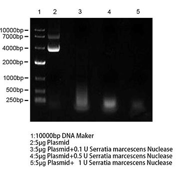 Recombinant Serratia marcescens Nuclease