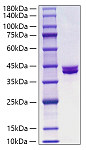 Recombinant Peptostreptococcusmagnus Protein L Protein (RPT0014)