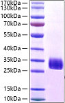 Recombinant Staphylococcus aureus Protein A Protein (RPT0019)